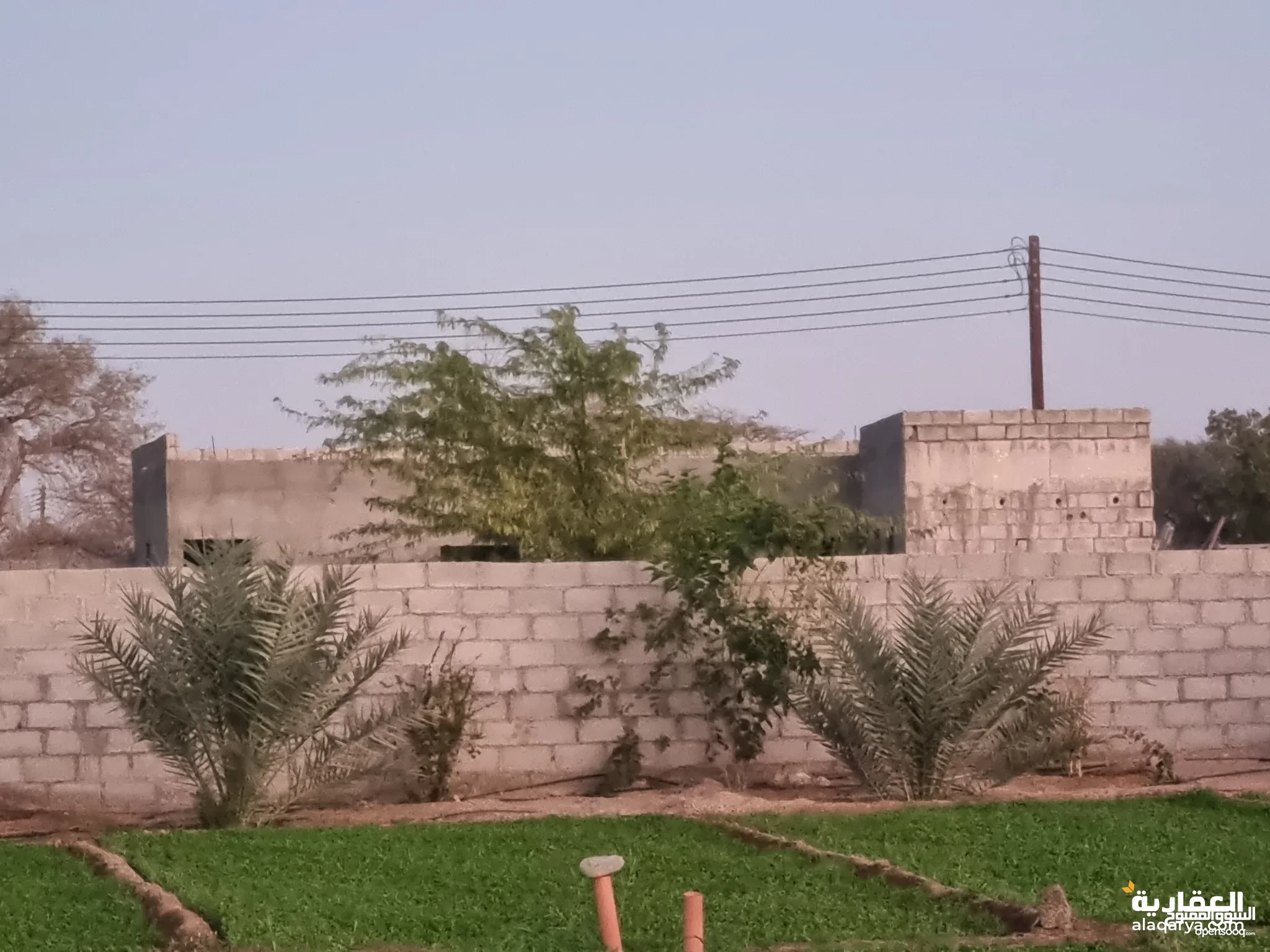 #مزرعة خضراء قائمه للبيع بولاية المضيبي 6500متر