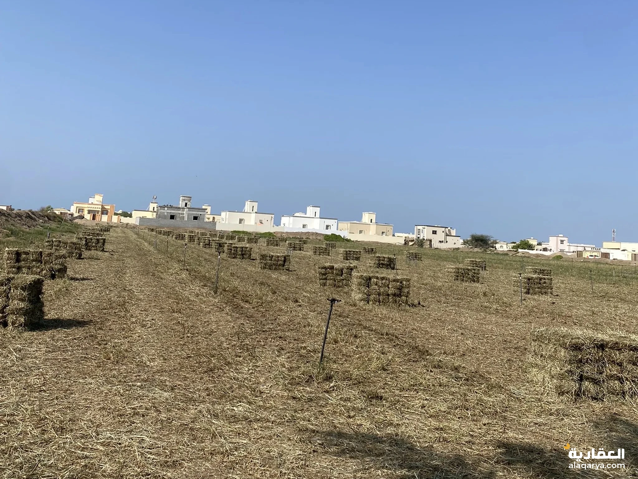 #بيع مشروع زراعي مزرعة 10 فدان مزرعة حشيش