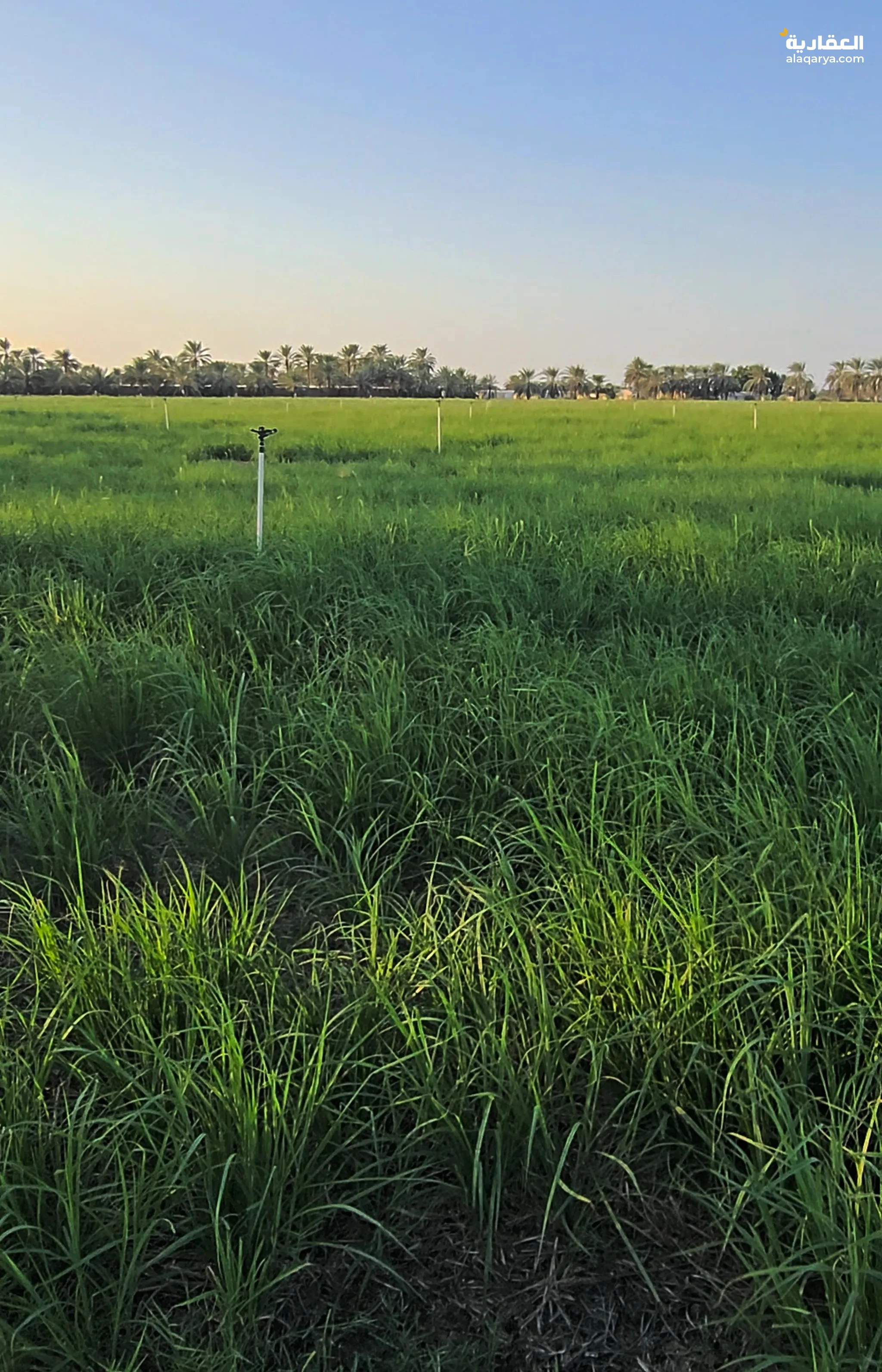 #ارض زراعية للبيع جاهزة للبناء %% لا تتردد بالحجز / احجز المساحة اللي تناسبك