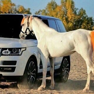 شقة مفروشة للإيجار اليومي في صحار Furnished apartment for rent in Sohar